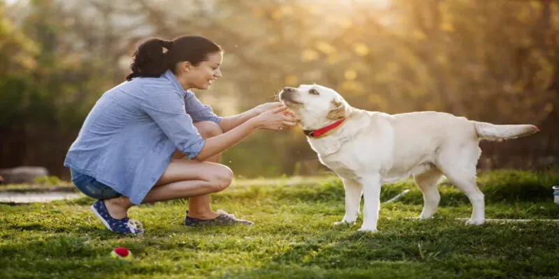 Nằm mơ thấy chó